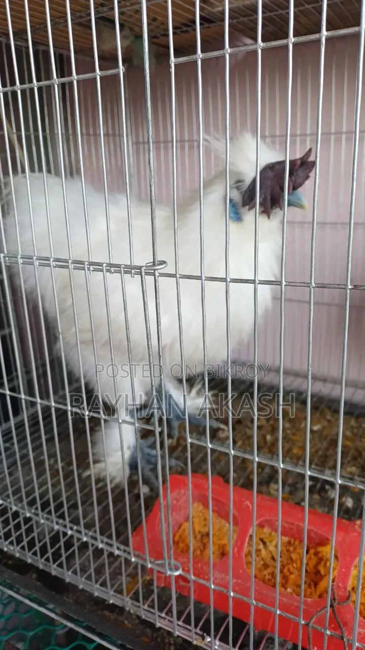 Pet chicken