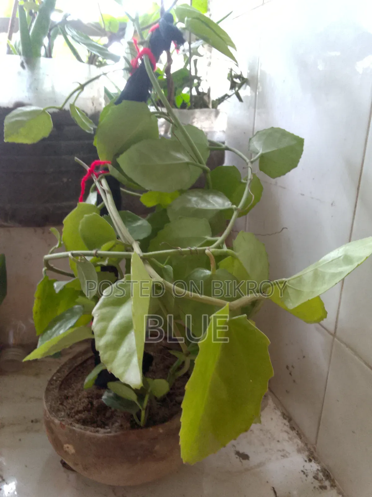 Various Types of Plants