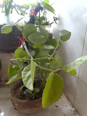 Various Types of Plants