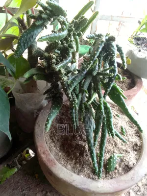 Various Types of Plants