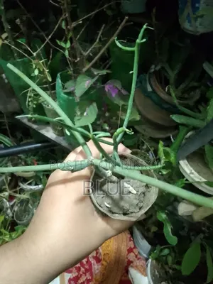 Various Types of Plants
