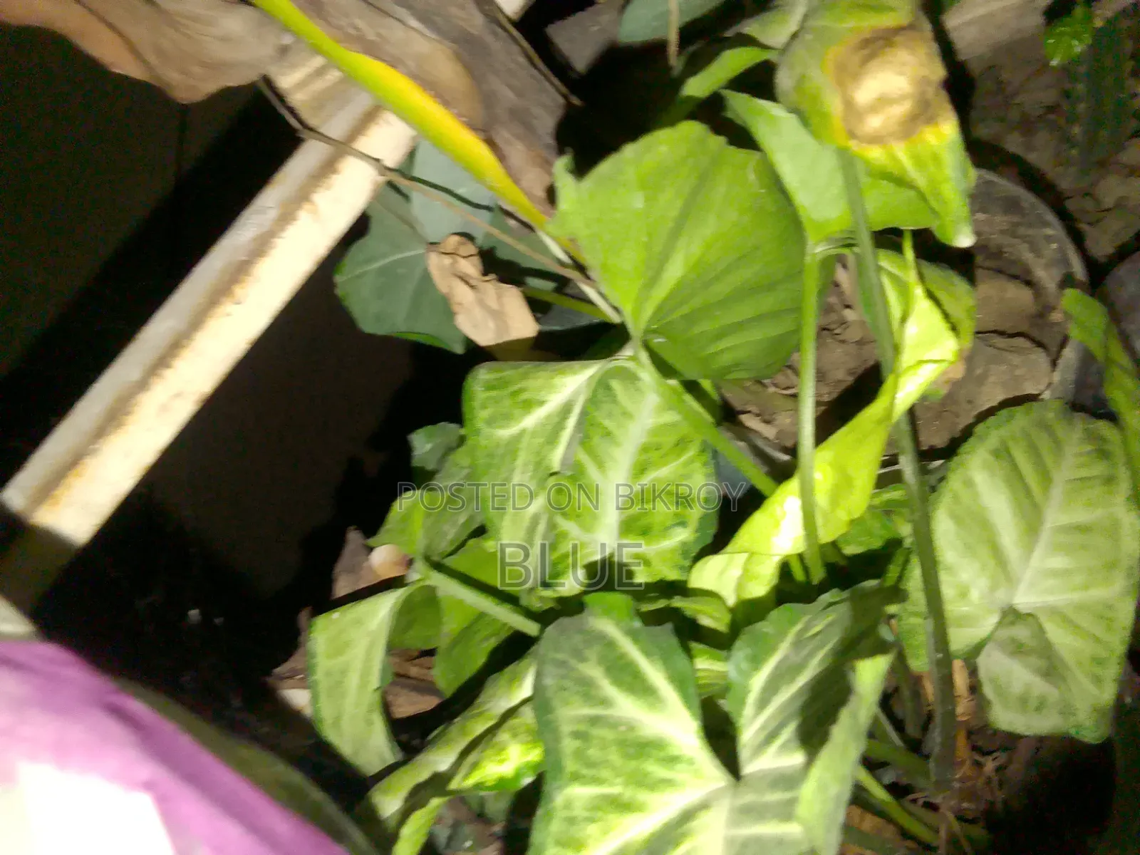 Various Types of Plants