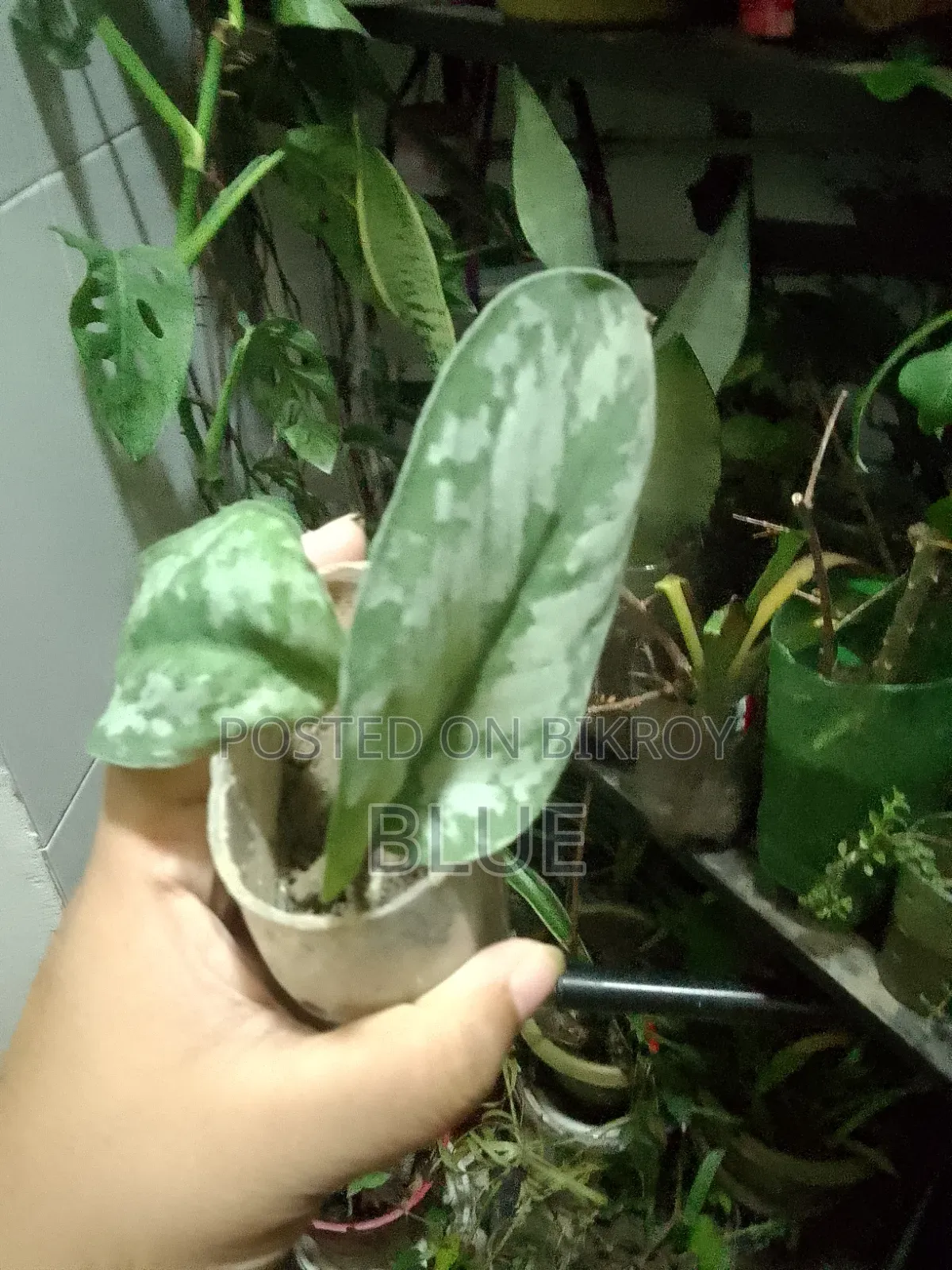 Various Types of Plants