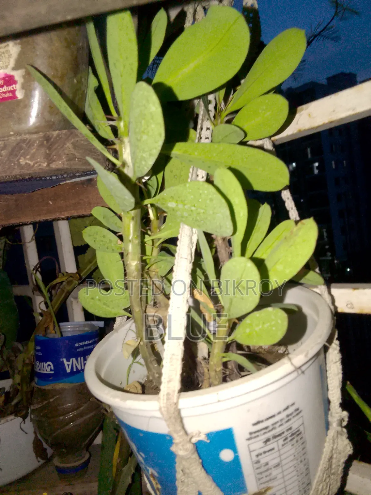 Various Types of Plants