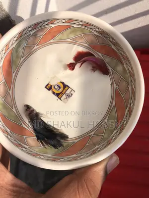 বেটা মাছ