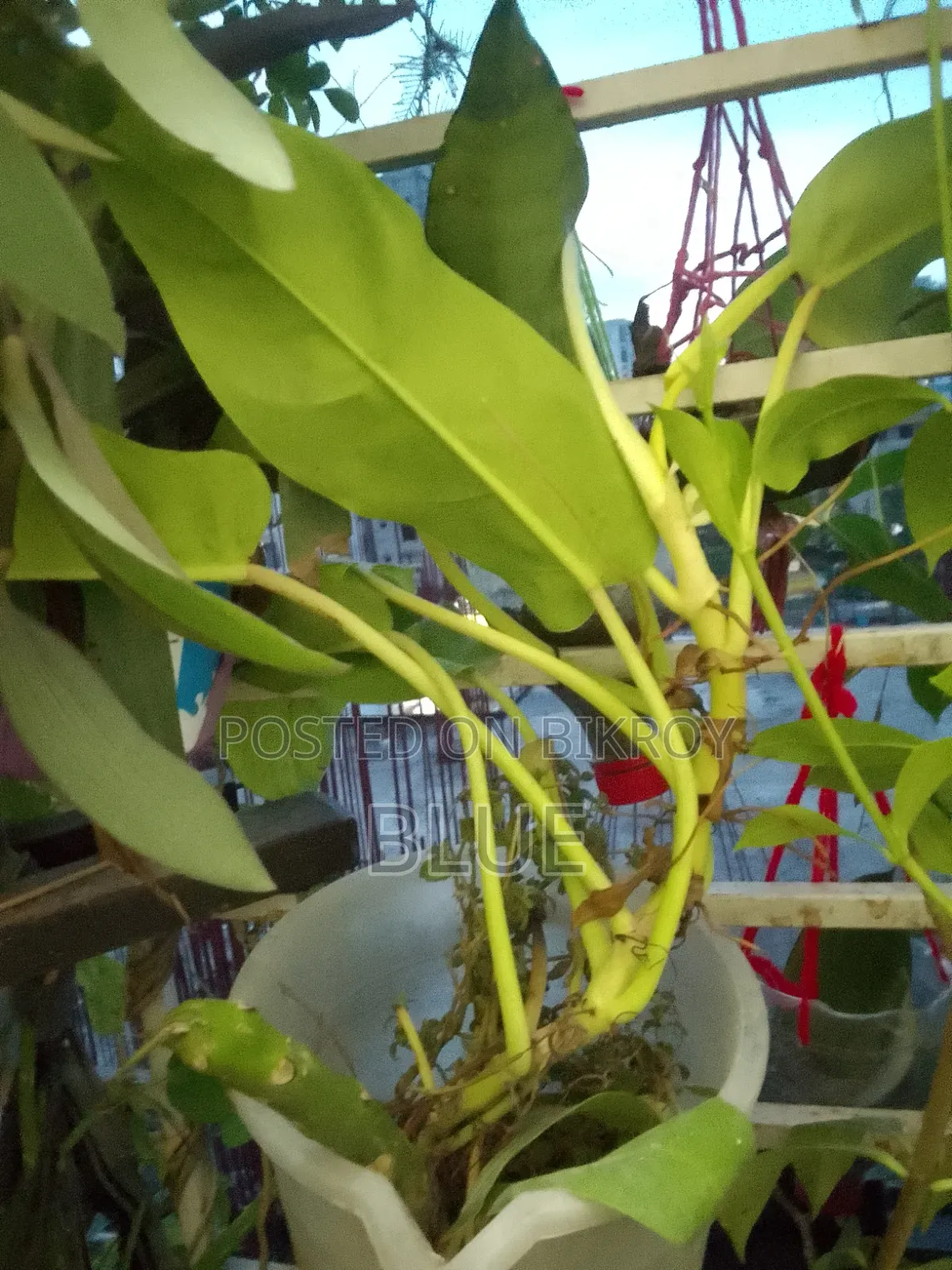 Various Types of Plants