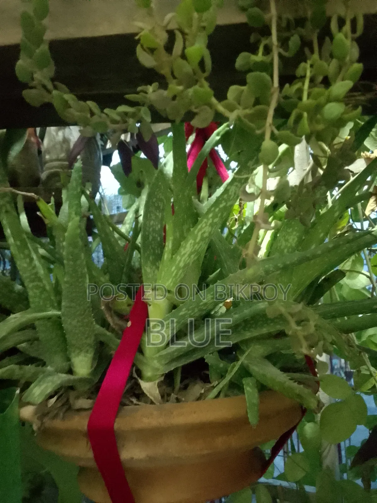 Various Types of Plants