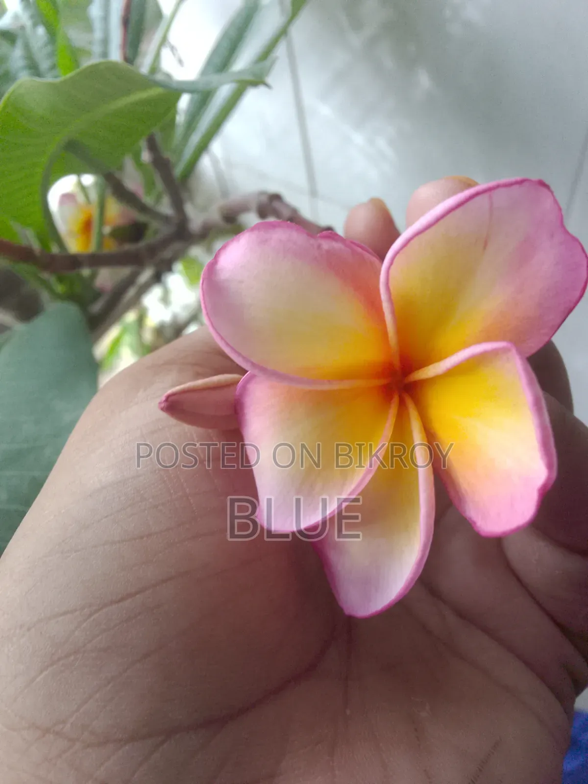 Various Types of Plants