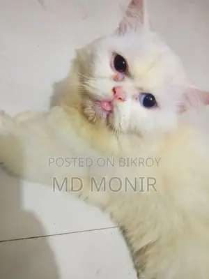 ১+ বছরের পুরুষ পিওরব্রেড পার্সিয়ান বিড়াল