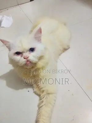 ১+ বছরের পুরুষ পিওরব্রেড পার্সিয়ান বিড়াল