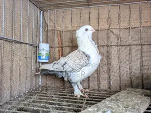 শার্টিন কবুতর