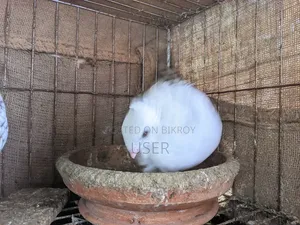 শার্টিন কবুতর