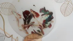 Adult Betta Fish