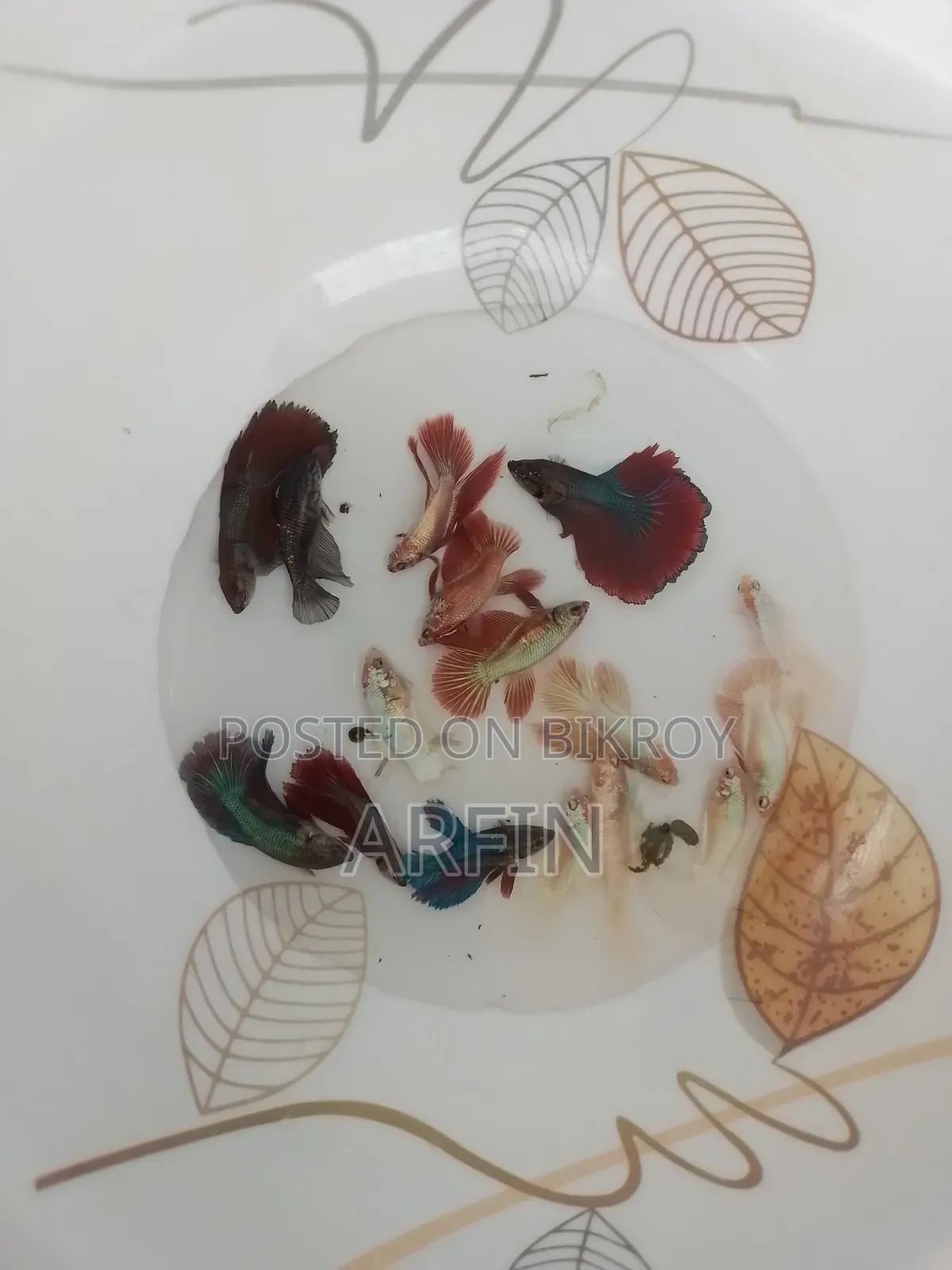 Adult Betta Fish