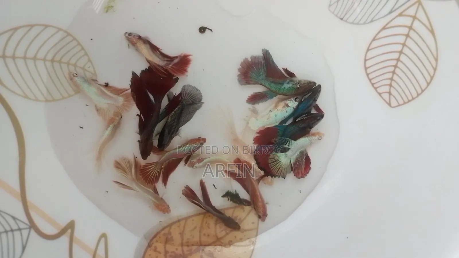 Adult Betta Fish