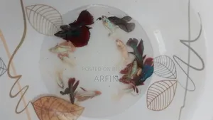 Adult Betta Fish