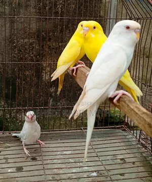 Budgerigar Bird ( Budgee Bird )