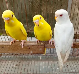 Budgerigar Bird ( Budgee Bird )