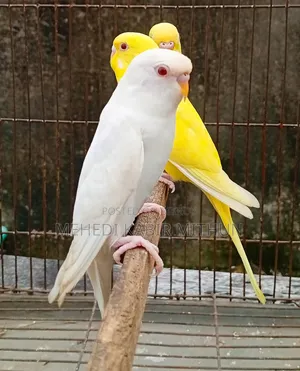 Budgerigar Bird ( Budgee Bird )