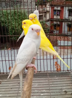 Budgerigar Bird ( Budgee Bird )