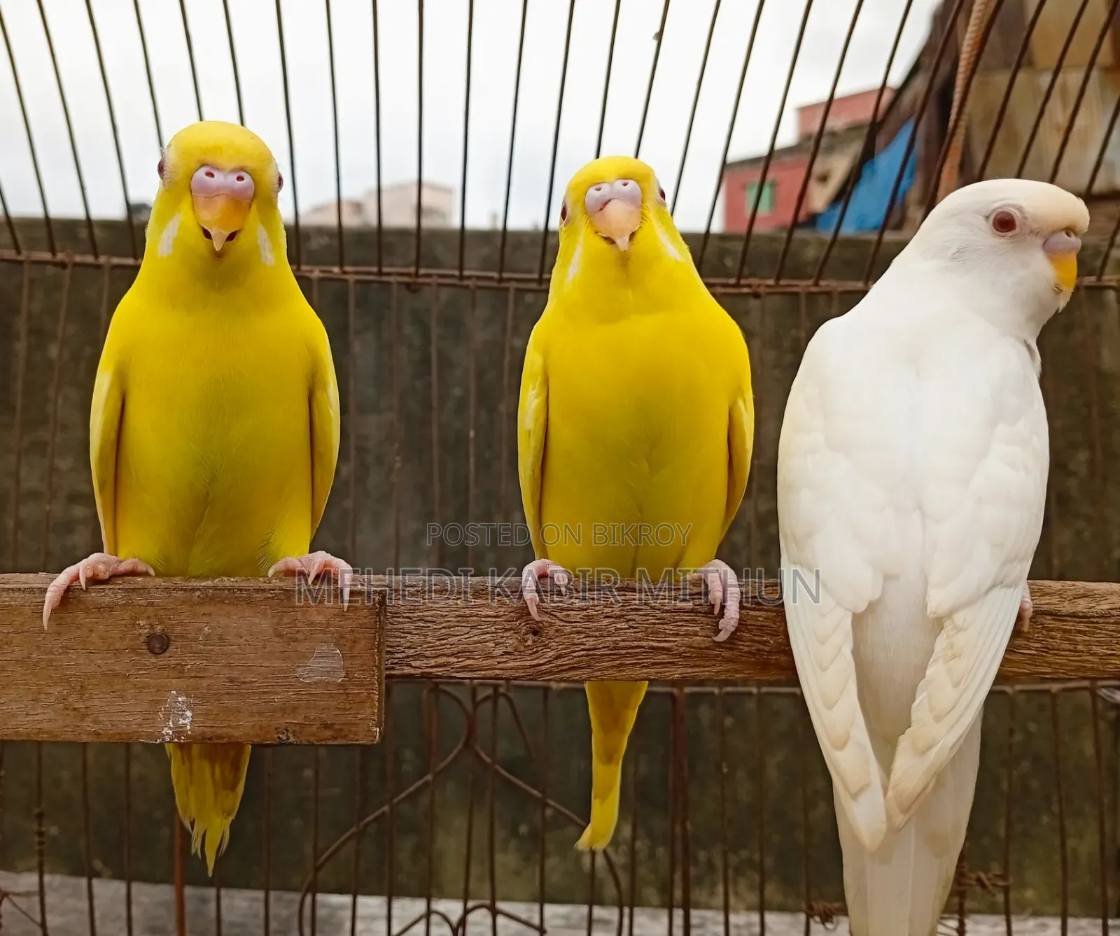 Budgerigar Bird ( Budgee Bird )