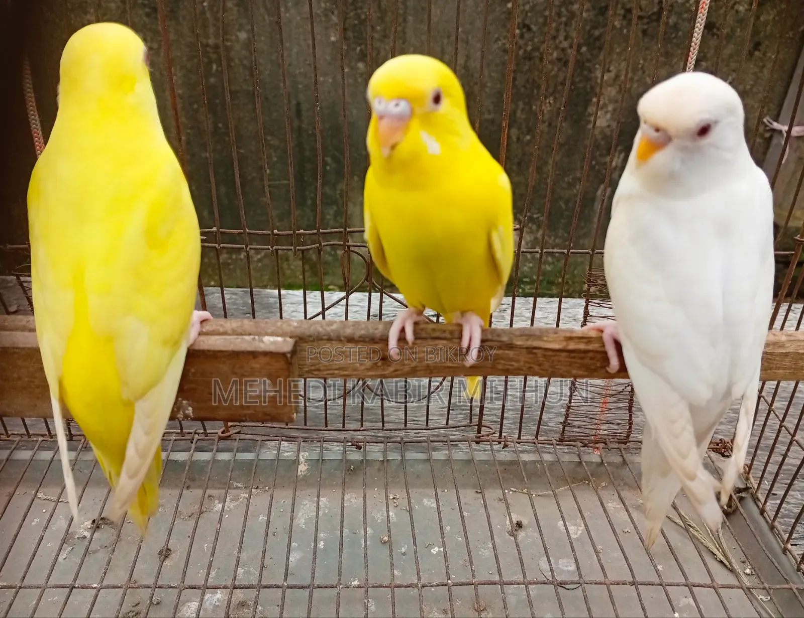 Budgerigar Bird ( Budgee Bird )