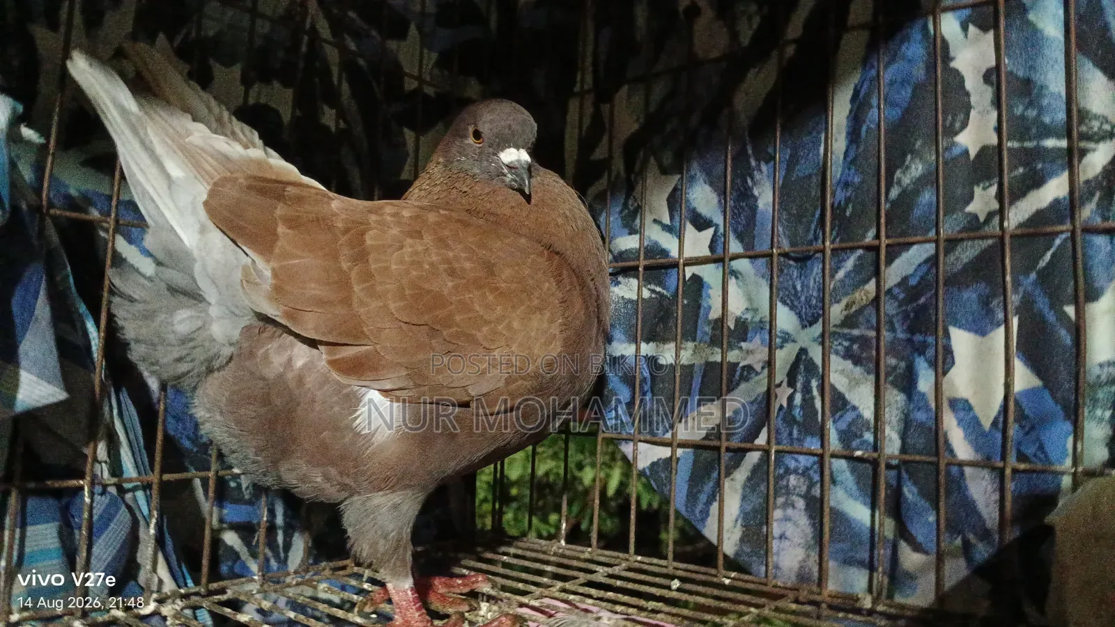 কিং কবুতর মেল এডাল্ট