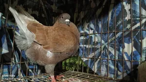 কিং কবুতর মেল এডাল্ট