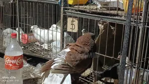 কিং কবুতর মেল এডাল্ট