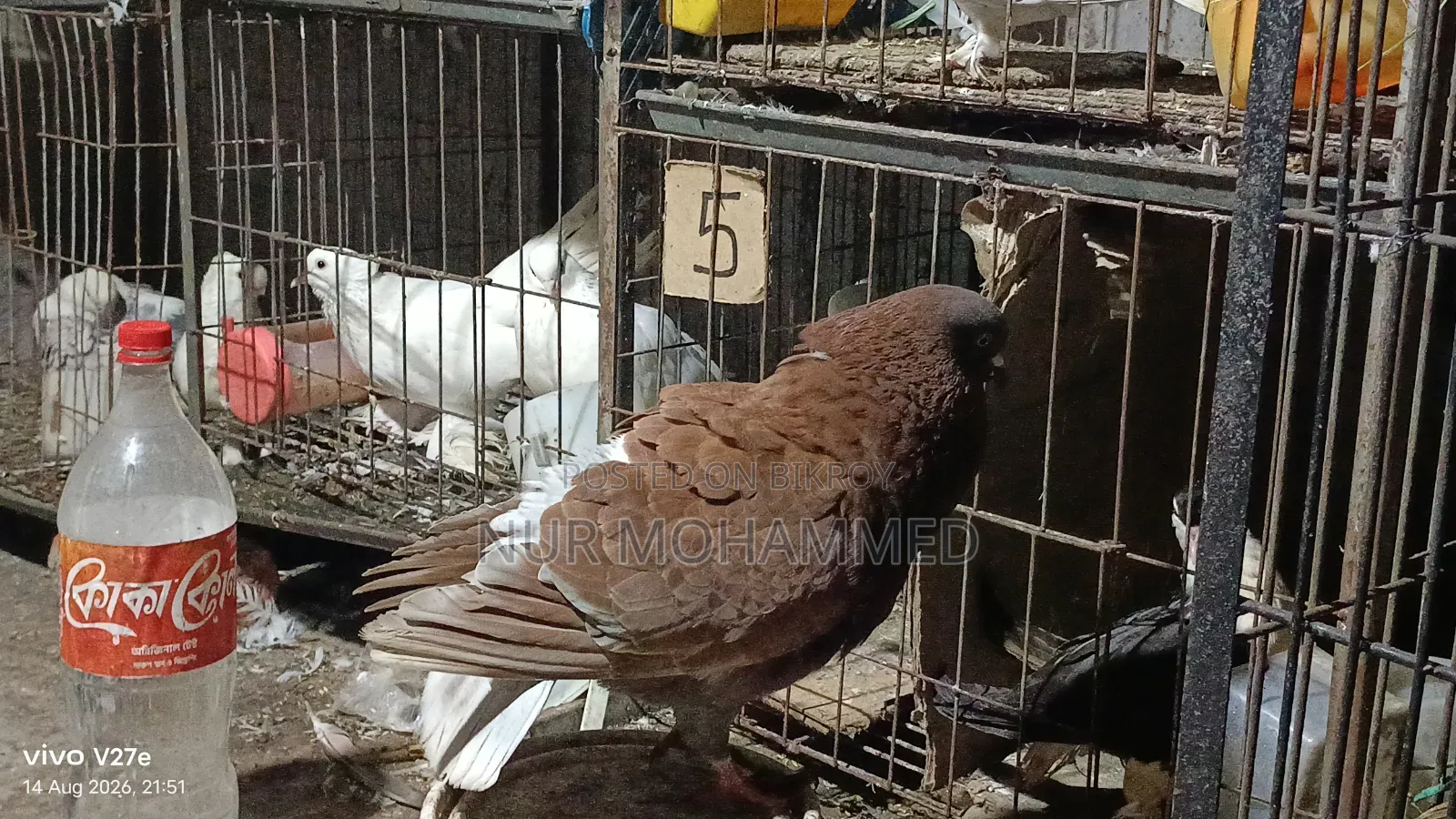 কিং কবুতর মেল এডাল্ট