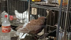 কিং কবুতর মেল এডাল্ট