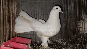পেশোয়ারি কবুতর