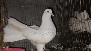 পেশোয়ারি কবুতর
