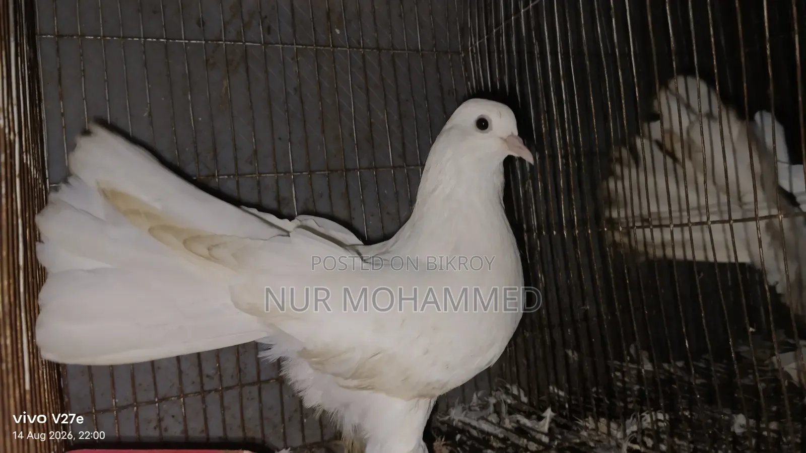 পেশোয়ারি কবুতর