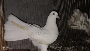 পেশোয়ারি কবুতর