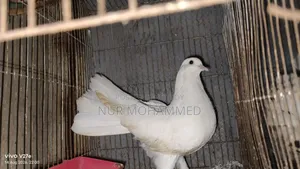 পেশোয়ারি কবুতর