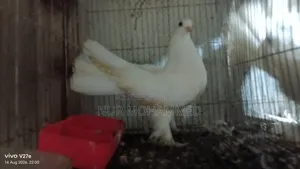 পেশোয়ারি কবুতর