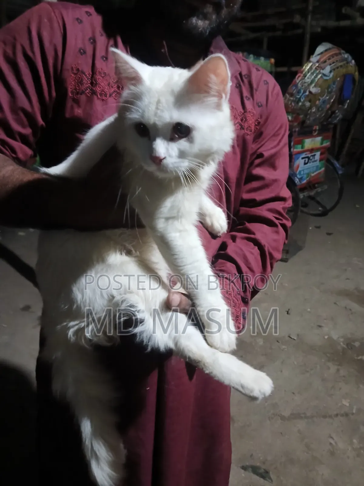৬-১২ মাসের মেল মিক্সড ব্রিড পার্সিয়ান