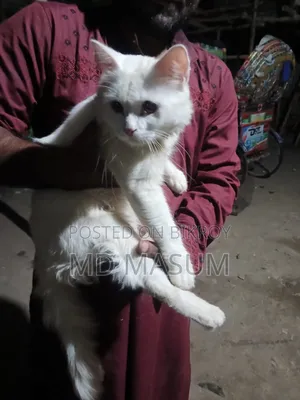 ৬-১২ মাসের মেল মিক্সড ব্রিড পার্সিয়ান