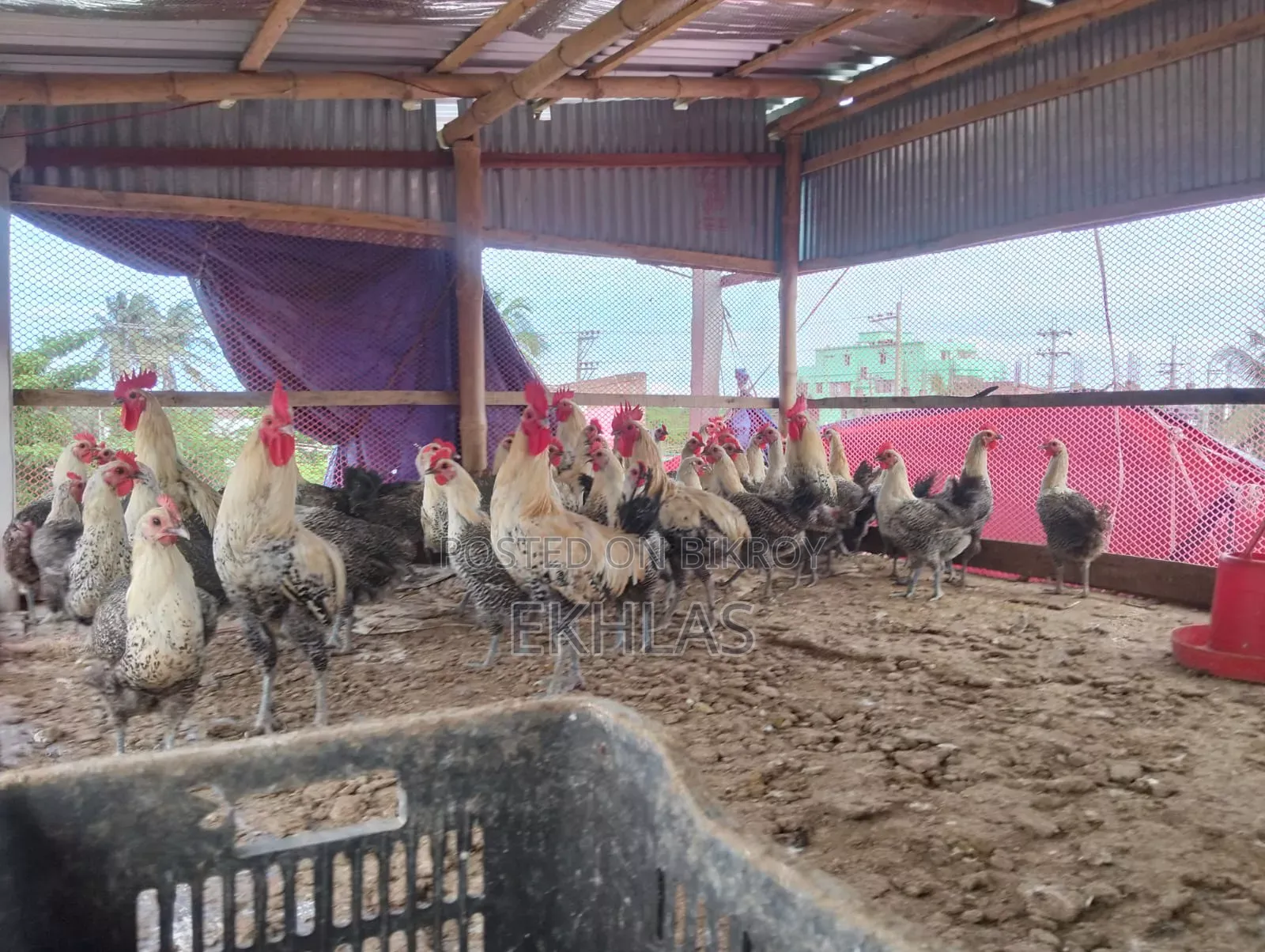 Running Fayoumi Chicken for Sale