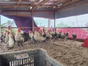 Running Fayoumi Chicken for Sale