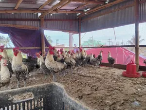 Running Fayoumi Chicken for Sale