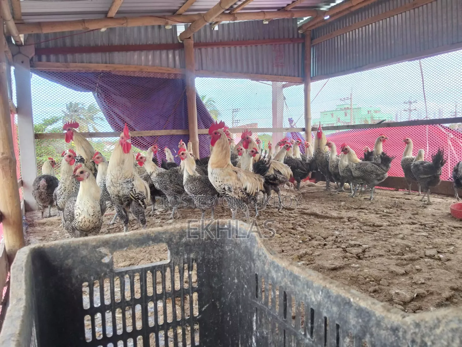 Running Fayoumi Chicken for Sale