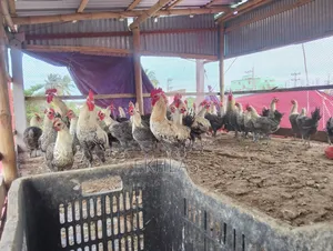 Running Fayoumi Chicken for Sale