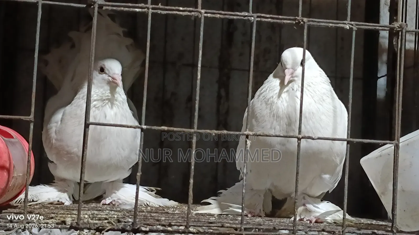 পেশোয়ারী কবুতর। ফুল এডাল্ট দাম ফিক্সড না