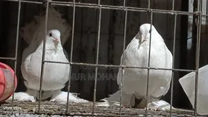 পেশোয়ারী কবুতর। ফুল এডাল্ট দাম ফিক্সড না