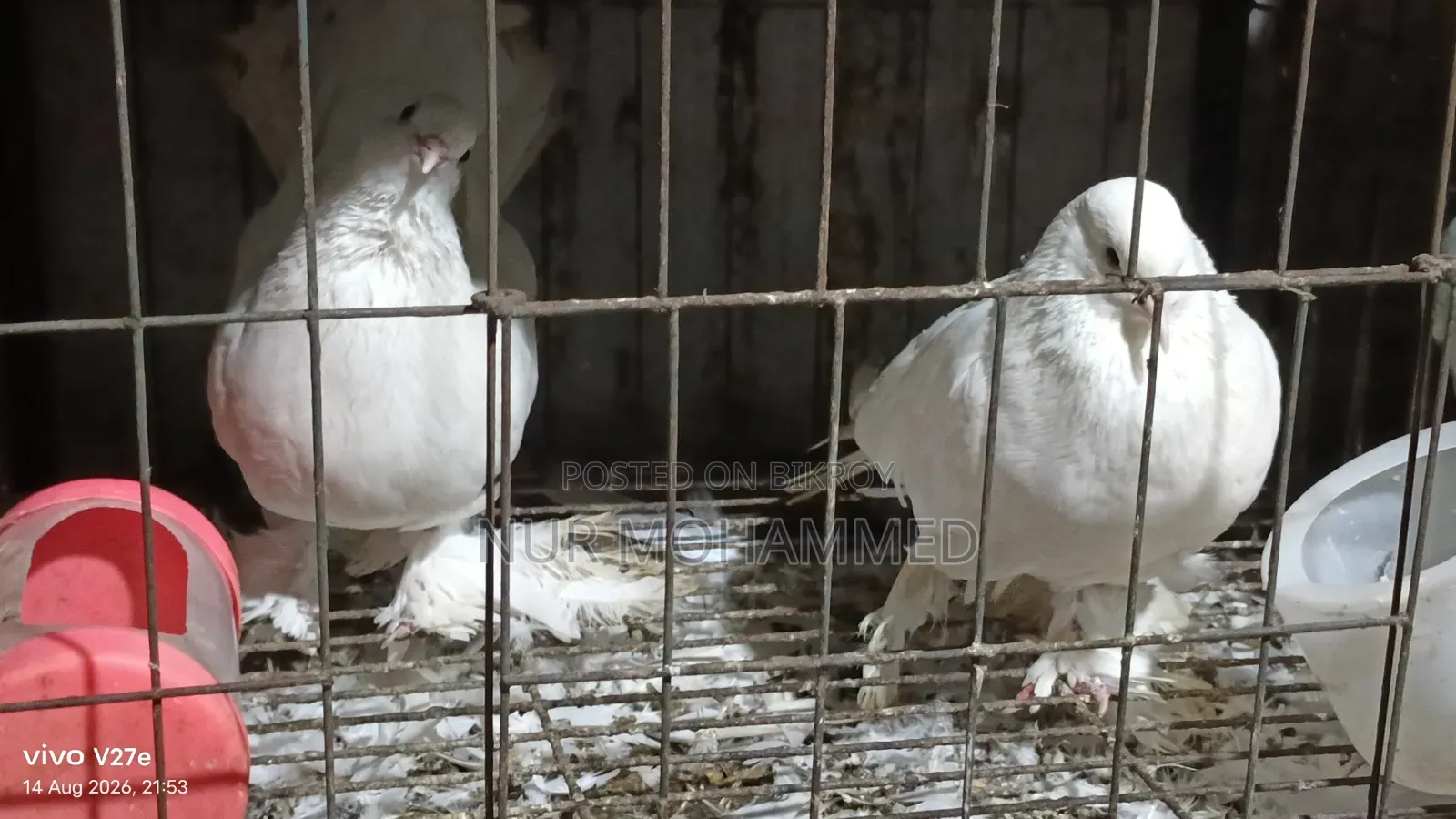 পেশোয়ারী কবুতর। ফুল এডাল্ট দাম ফিক্সড না