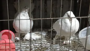 পেশোয়ারী কবুতর। ফুল এডাল্ট দাম ফিক্সড না