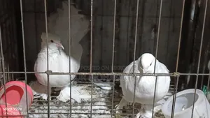 পেশোয়ারী কবুতর। ফুল এডাল্ট দাম ফিক্সড না
