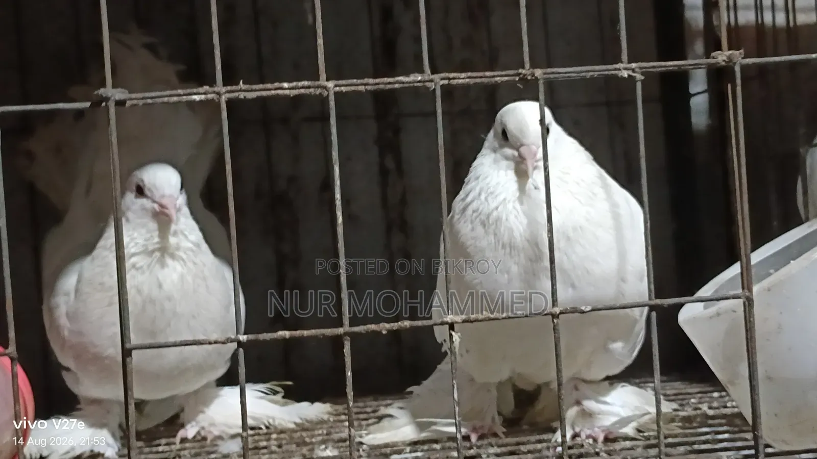 পেশোয়ারী কবুতর। ফুল এডাল্ট দাম ফিক্সড না